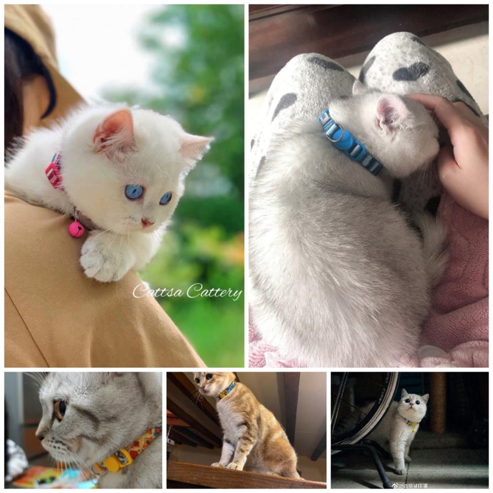 Neck Adjustable Cat Collar with Bell